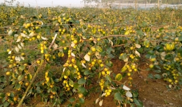 কুল চাষ করে তাক লাগিয়ে দিলেন মামা-ভাগ্নে কুল চাষ করে তাক লাগিয়ে দিলেন মামা-ভাগ্নে