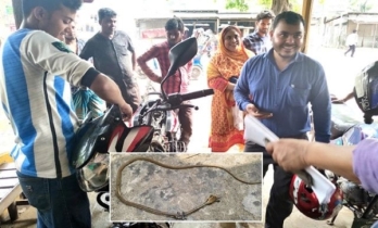 চলন্ত মোটরসাইকেলে বিষাক্ত সাপ, প্রাণে বাঁচলেন চালকসহ দুজন চলন্ত মোটরসাইকেলে বিষাক্ত সাপ, প্রাণে বাঁচলেন চালকসহ দুজন