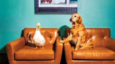 হলিউডে বেকার হয়ে পড়ছে তারকা পশু-পাখিরা