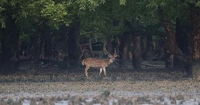 সুন্দরবন রক্ষায় বাংলাদেশের উদ্যোগের প্রশংসা ইউনেসকোর সুন্দরবন রক্ষায় বাংলাদেশের উদ্যোগের প্রশংসা ইউনেসকোর