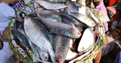 শারদীয়ার আগে ভারতে ৫৬০ মেট্রিক টন ইলিশ পাঠালো বাংলাদেশ শারদীয়ার আগে ভারতে ৫৬০ মেট্রিক টন ইলিশ পাঠালো বাংলাদেশ