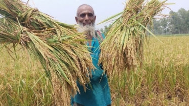 দেশে ধান উৎপাদনে নতুন রেকর্ড দেশে ধান উৎপাদনে নতুন রেকর্ড