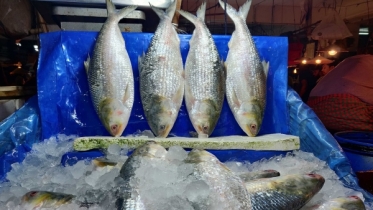 সৌদি আরব-সংযুক্ত আরব আমিরাতে রফতানি হবে ১১ হাজার টন ইলিশ সৌদি আরব-সংযুক্ত আরব আমিরাতে রফতানি হবে ১১ হাজার টন ইলিশ