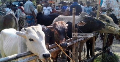 বিক্রি হয়নি সাড়ে ২৩ লাখ পশু বিক্রি হয়নি সাড়ে ২৩ লাখ পশু